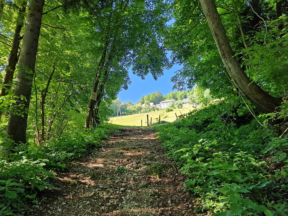 Slika je vidna v Google Chromu.