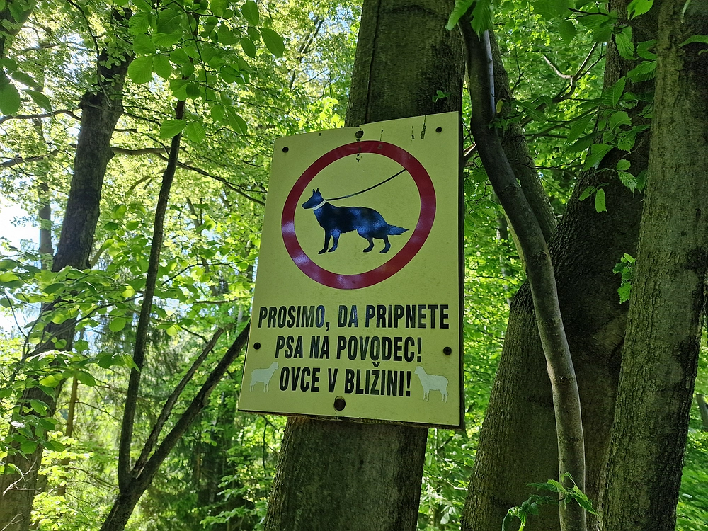 Slika je vidna v Google Chromu.