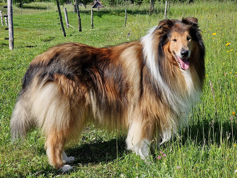 Slika je vidna v Google Chromu.