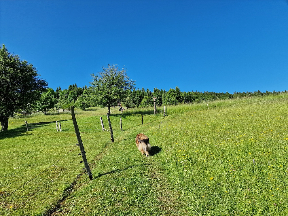 Slika je vidna v Google Chromu.