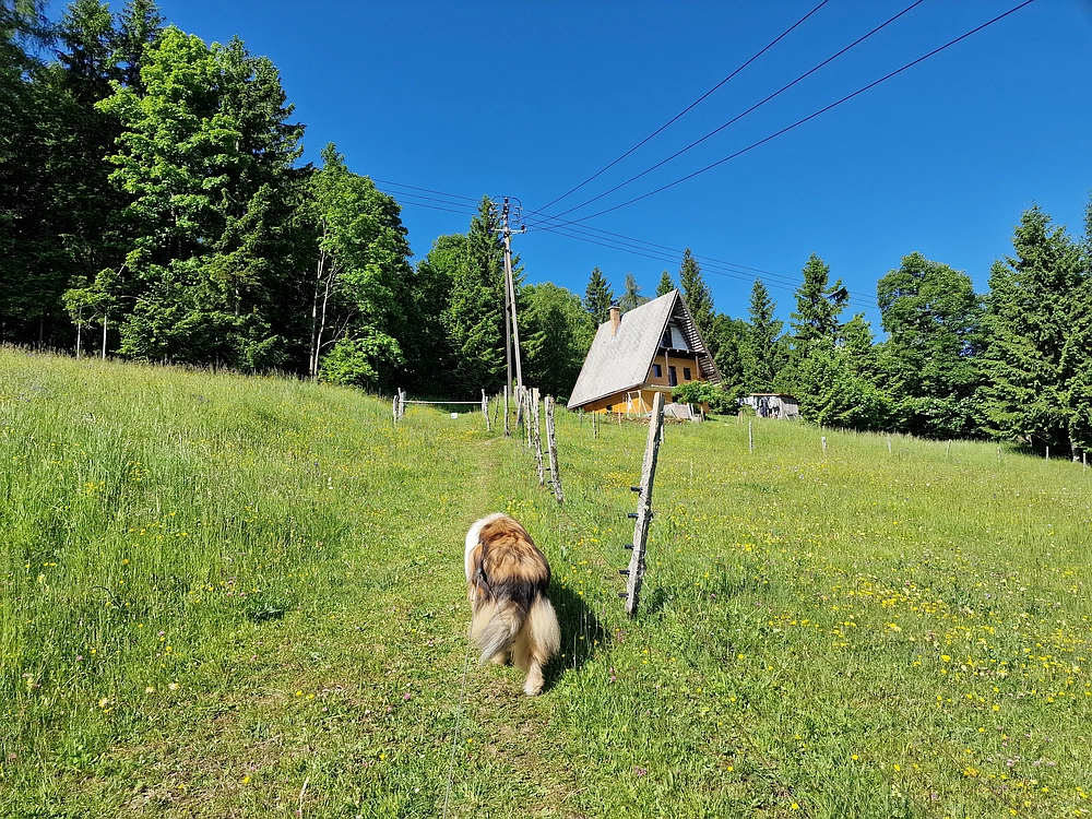 Slika je vidna v Google Chromu.