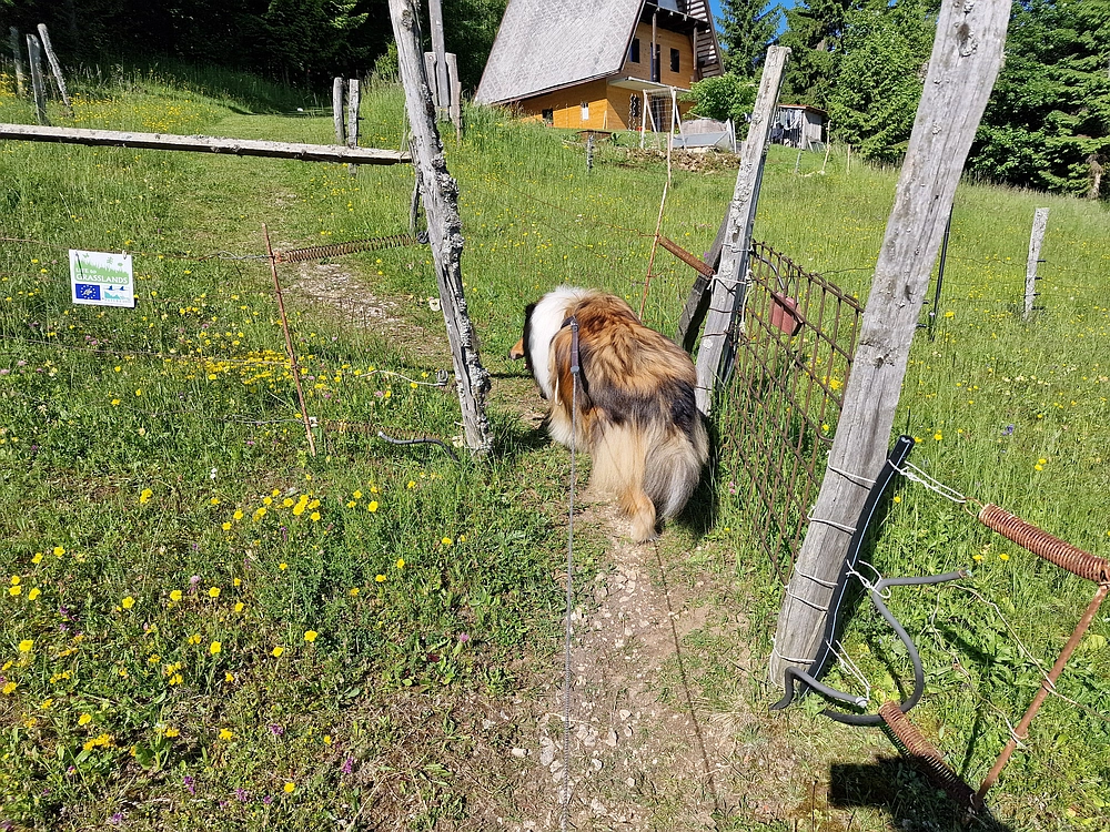 Slika je vidna v Google Chromu.