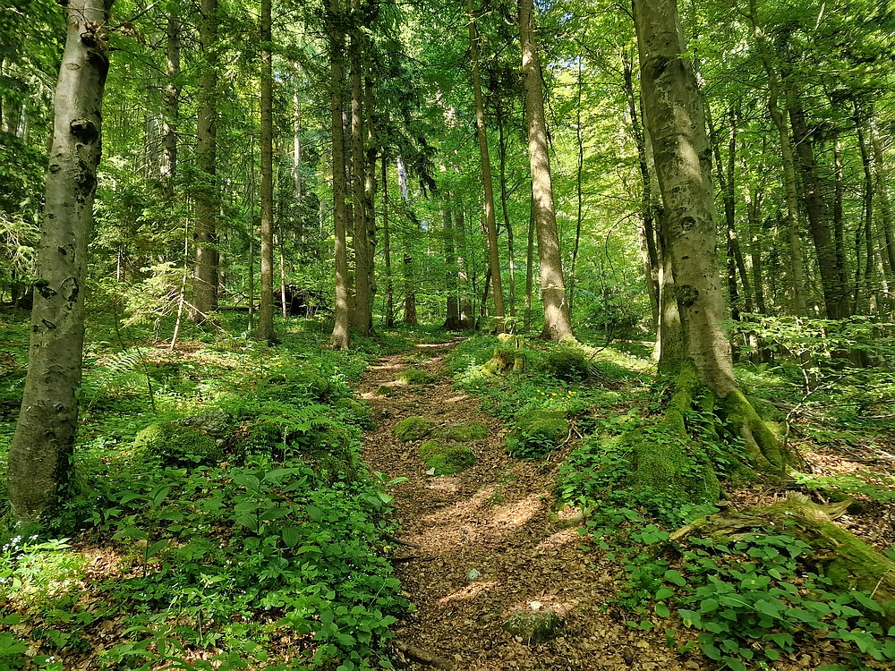 Slika je vidna v Google Chromu.