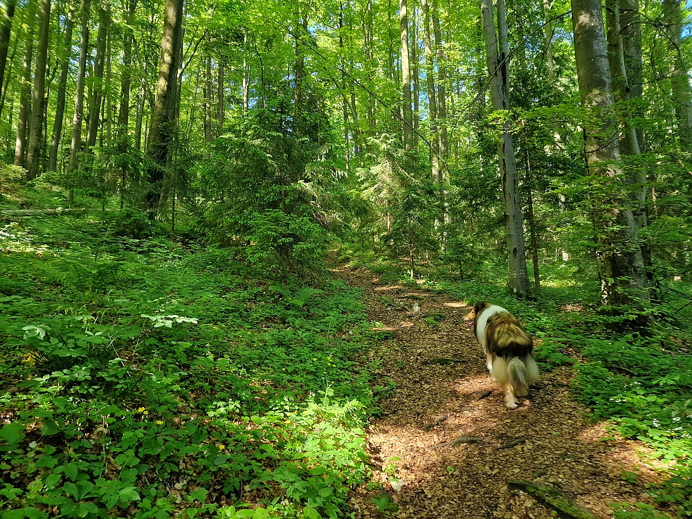 Slika je vidna v Google Chromu.