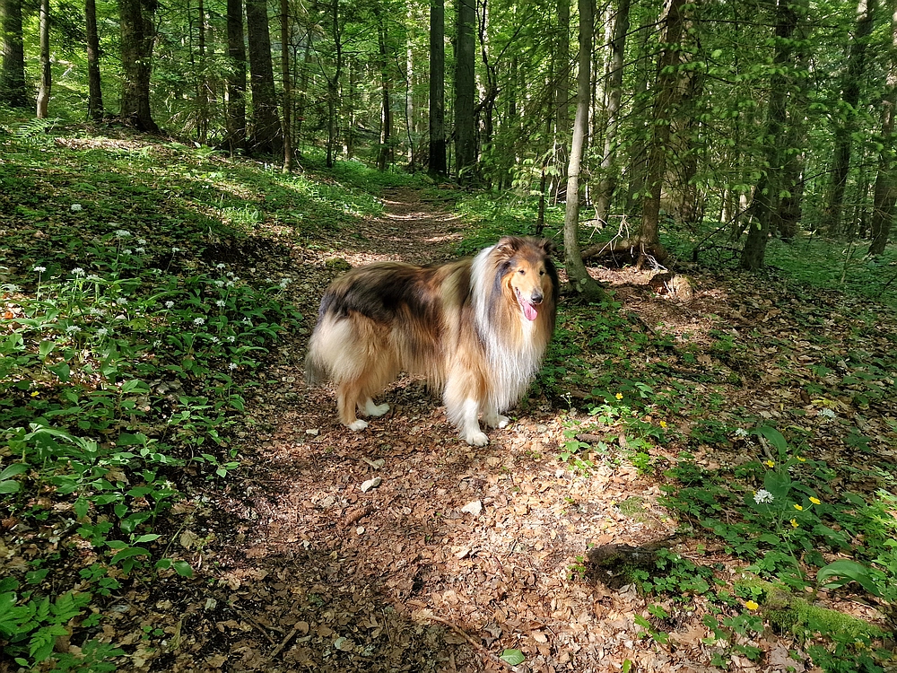 Slika je vidna v Google Chromu.