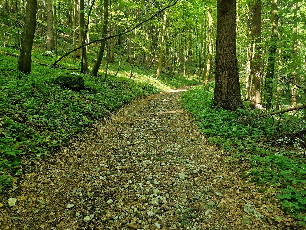 Slika je vidna v Google Chromu.