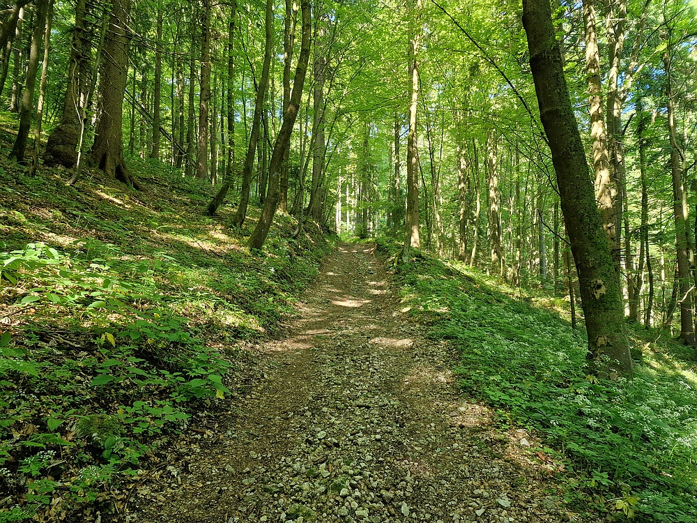 Slika je vidna v Google Chromu.