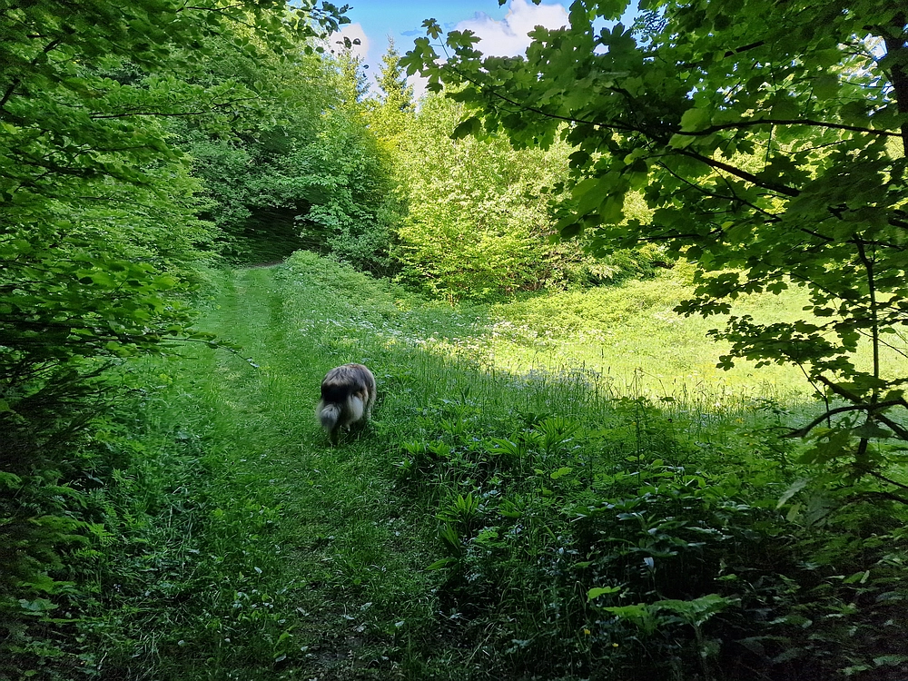 Slika je vidna v Google Chromu.