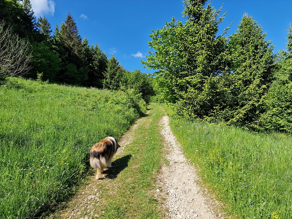 Slika je vidna v Google Chromu.