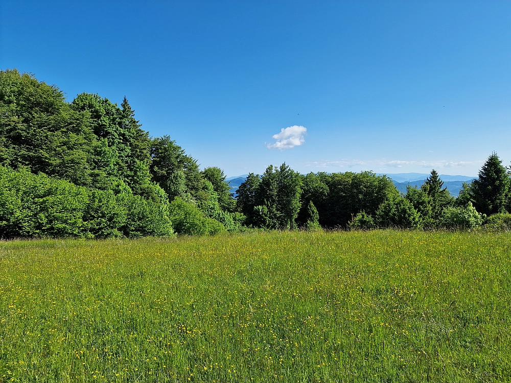 Slika je vidna v Google Chromu.