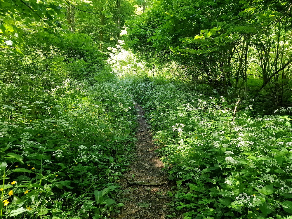 Slika je vidna v Google Chromu.