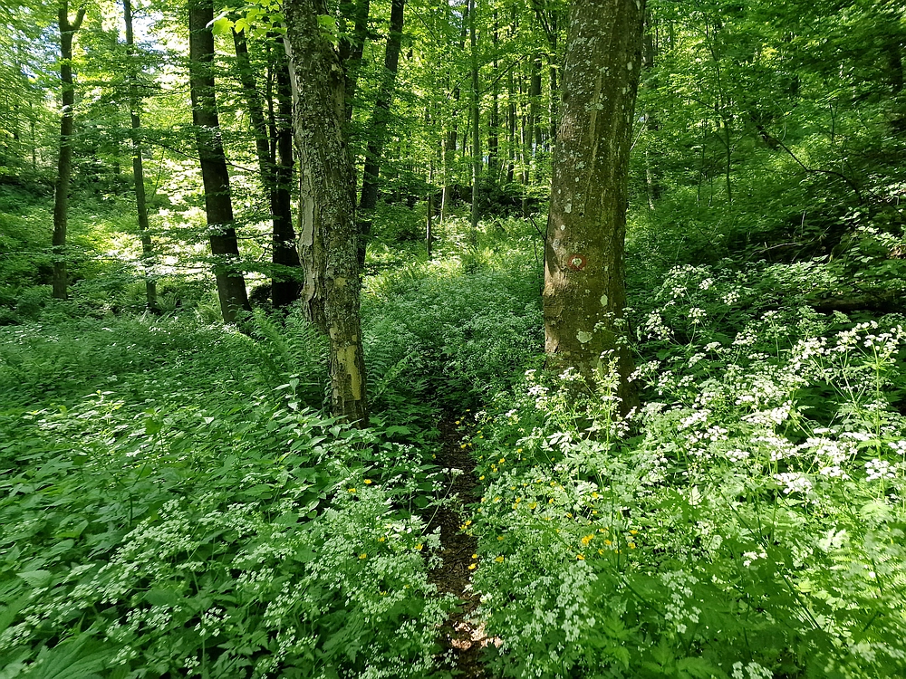 Slika je vidna v Google Chromu.