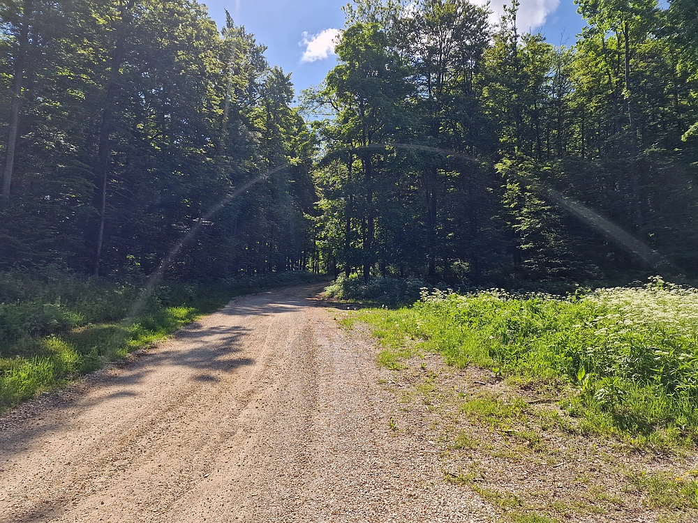 Slika je vidna v Google Chromu.