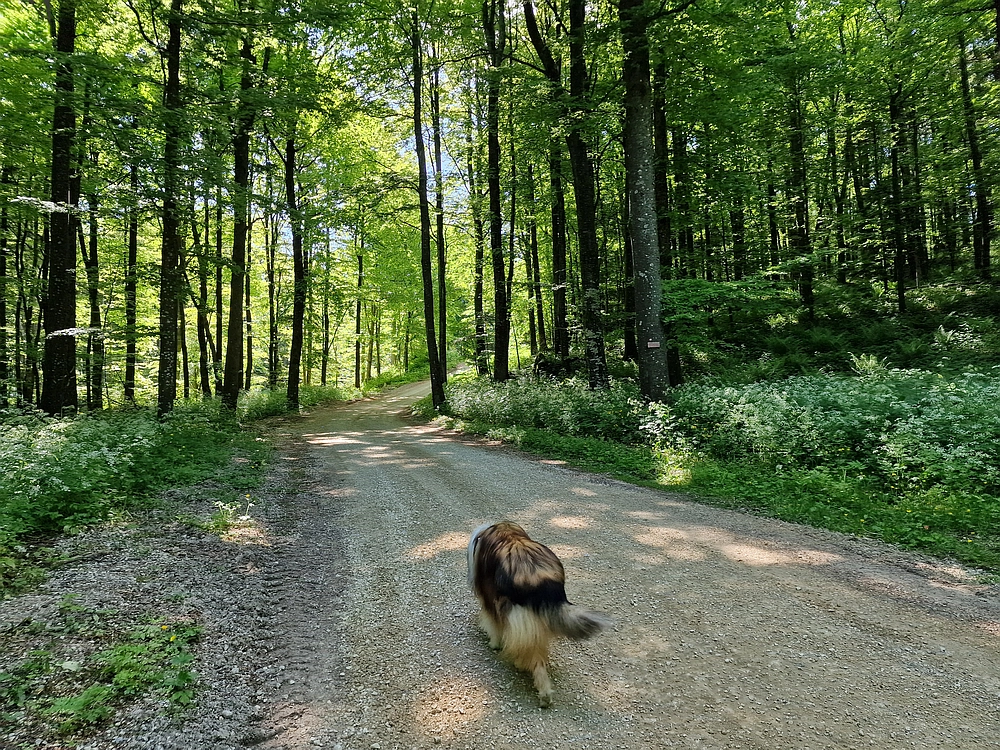 Slika je vidna v Google Chromu.