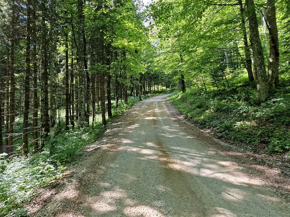 Slika je vidna v Google Chromu.