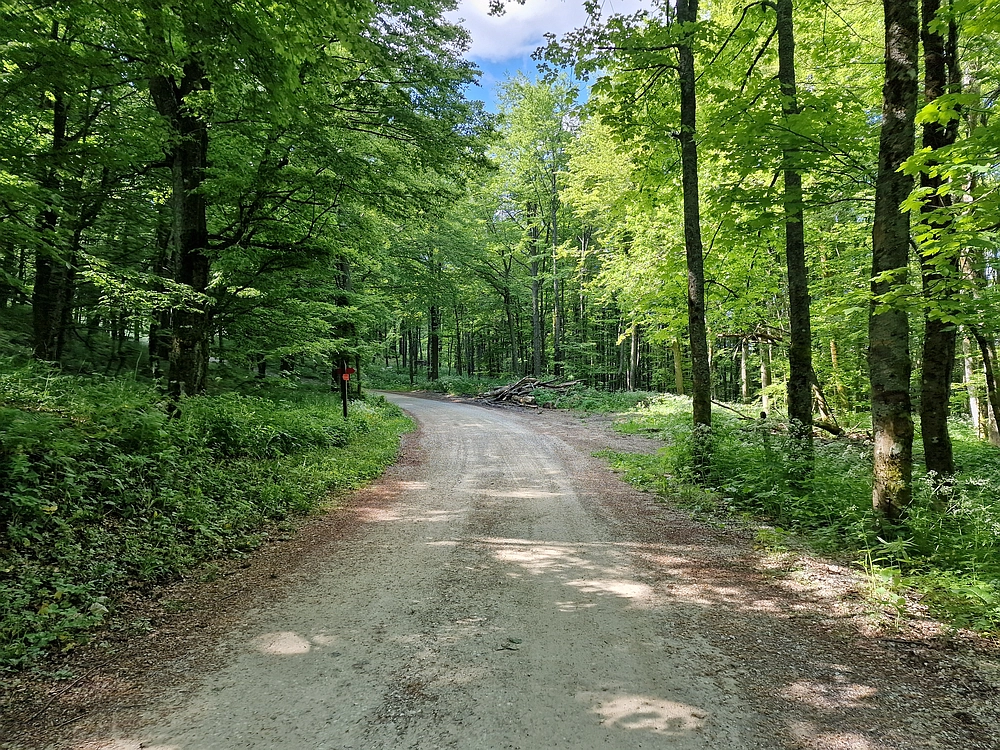 Slika je vidna v Google Chromu.