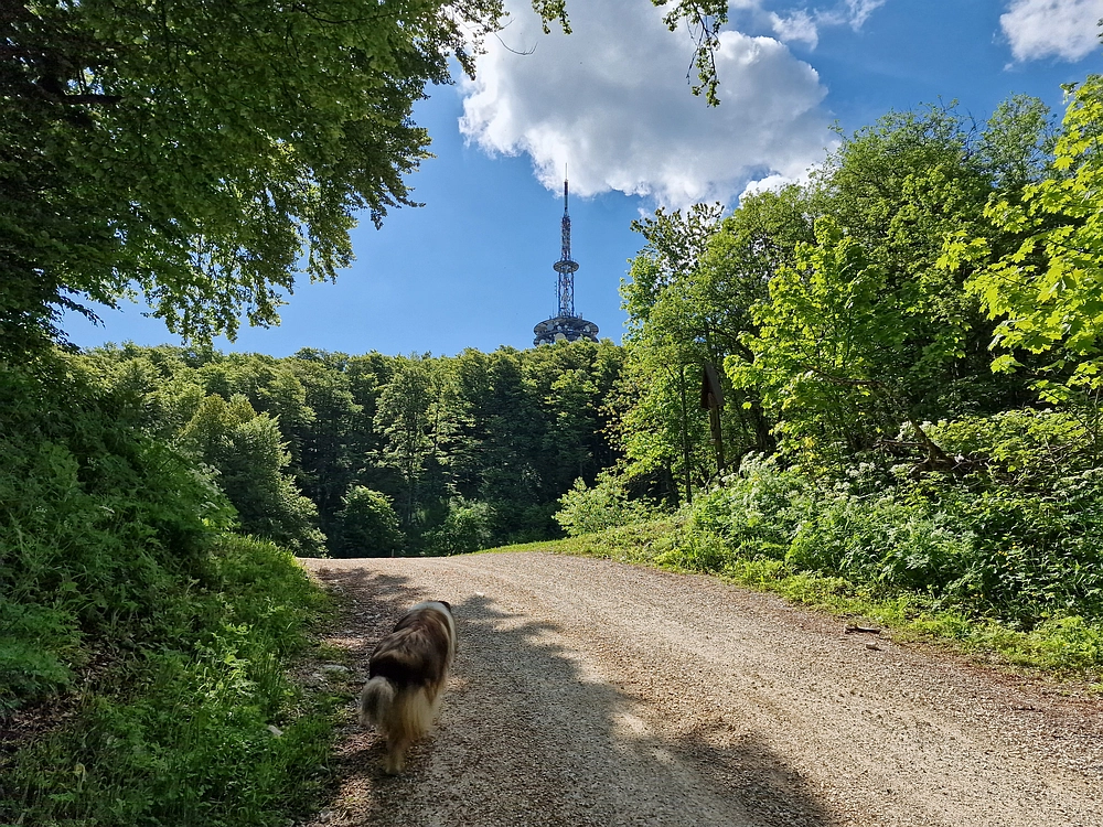 Slika je vidna v Google Chromu.