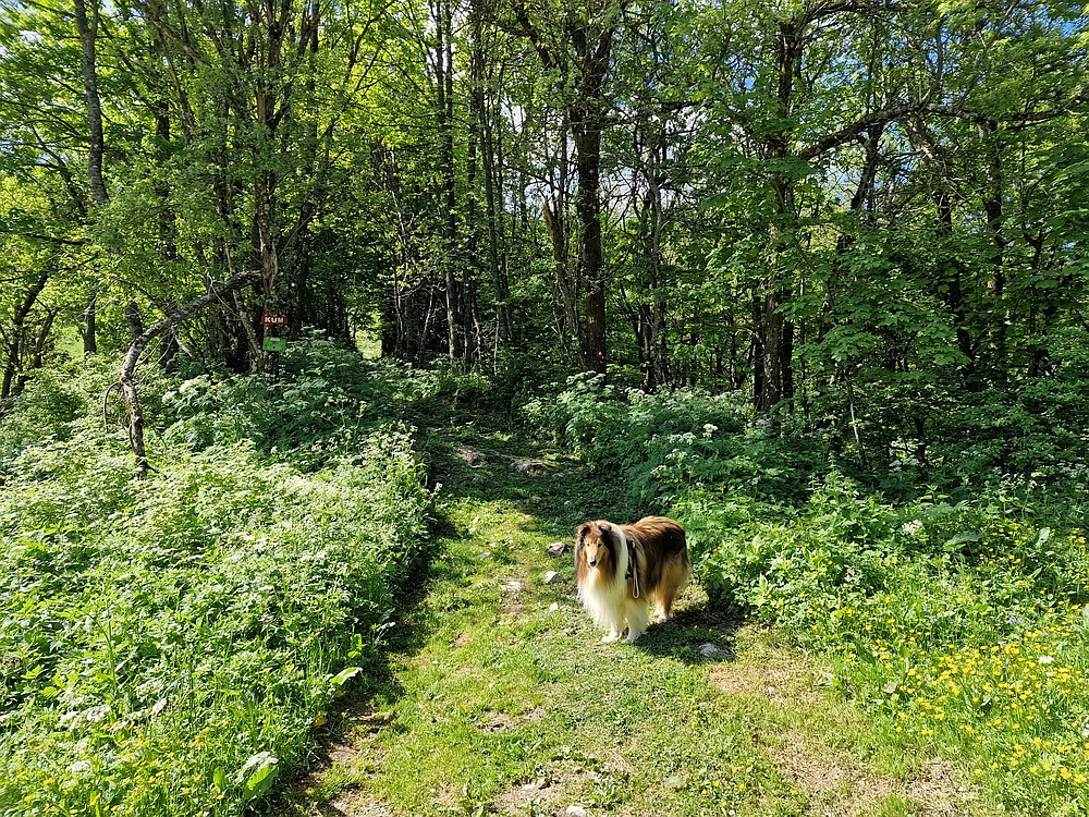 Slika je vidna v Google Chromu.