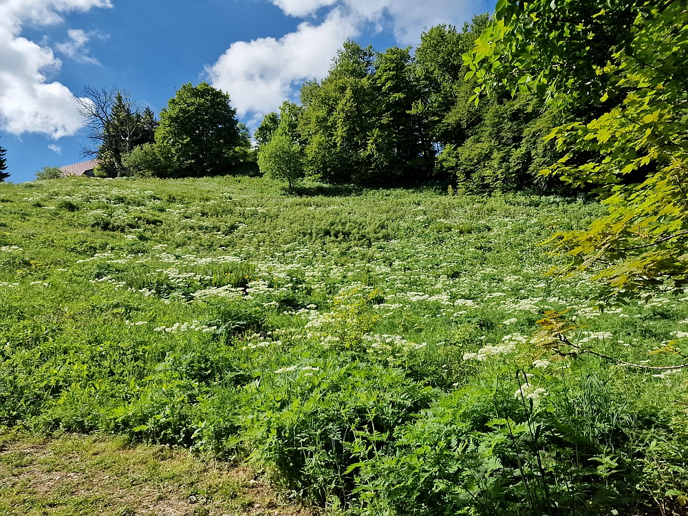 Slika je vidna v Google Chromu.