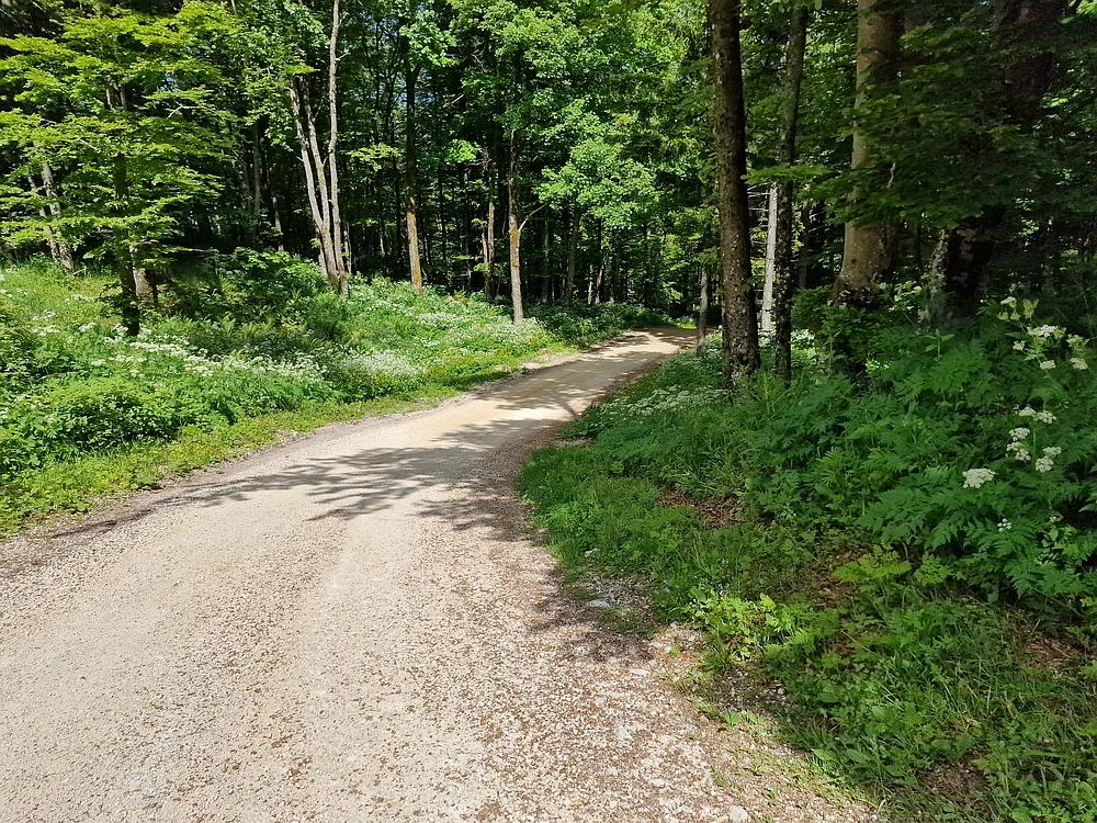 Slika je vidna v Google Chromu.