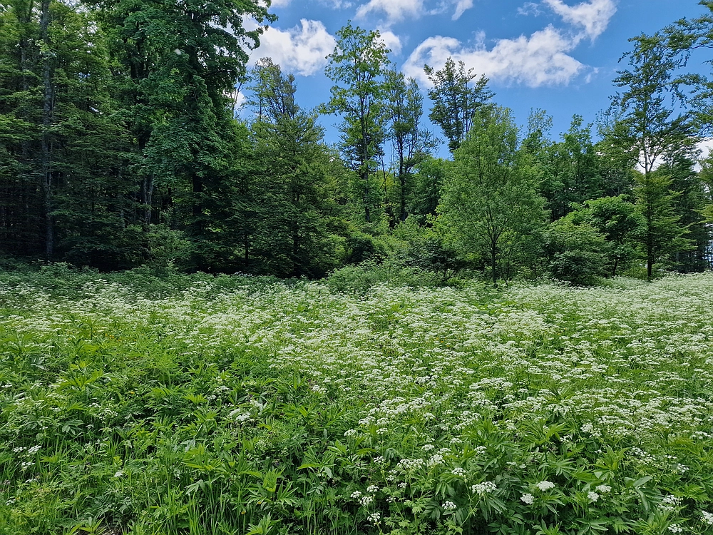 Slika je vidna v Google Chromu.