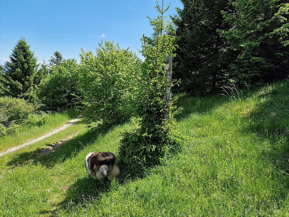 Slika je vidna v Google Chromu.