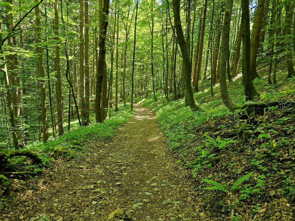 Slika je vidna v Google Chromu.