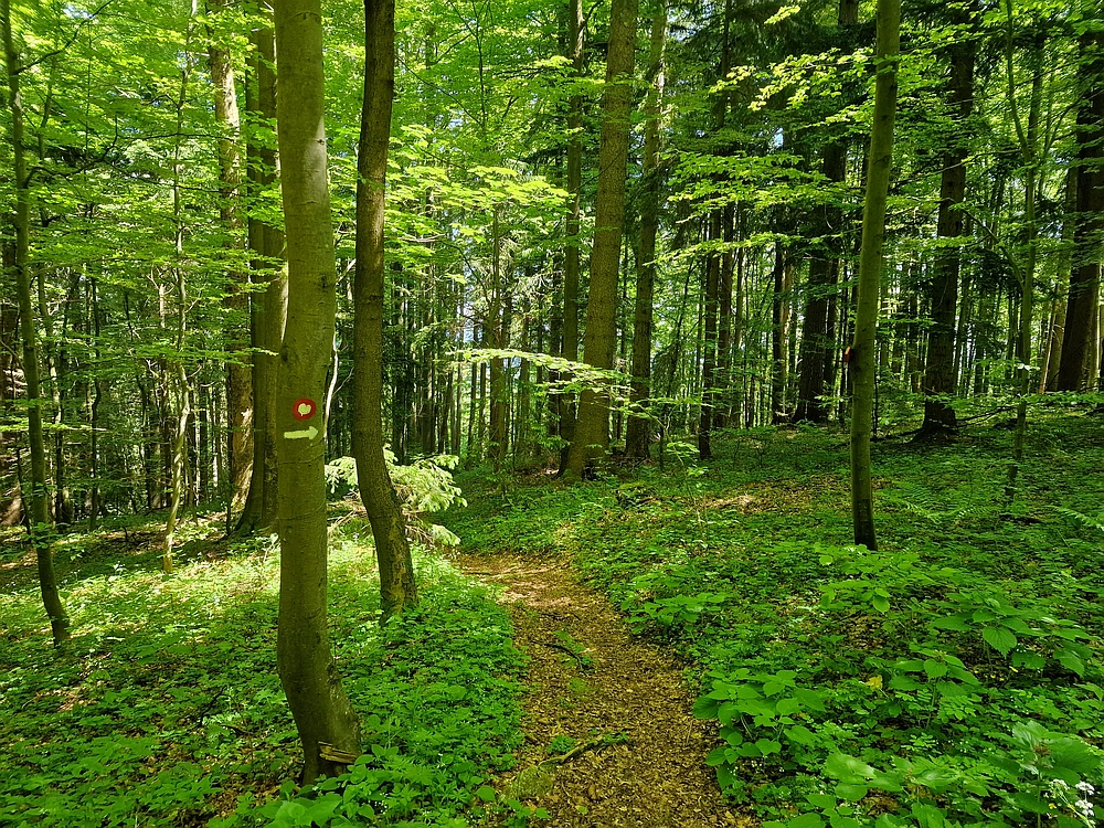 Slika je vidna v Google Chromu.