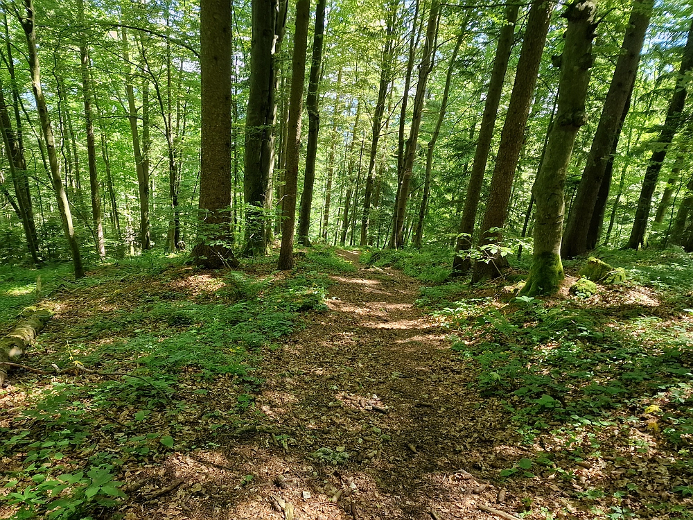 Slika je vidna v Google Chromu.