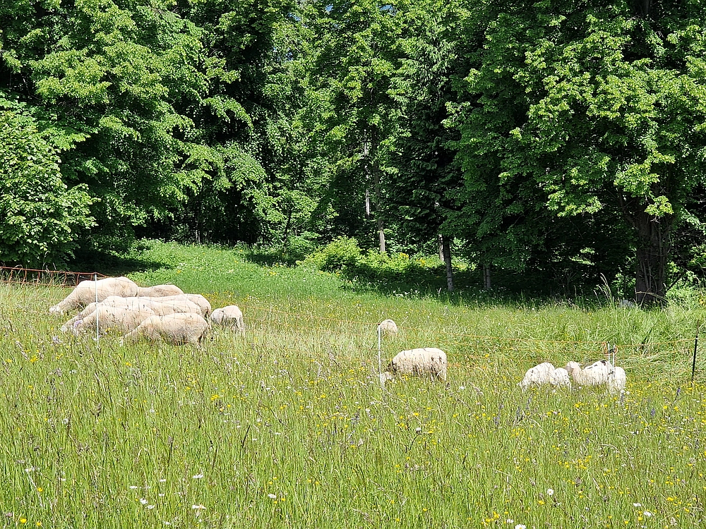 Slika je vidna v Google Chromu.