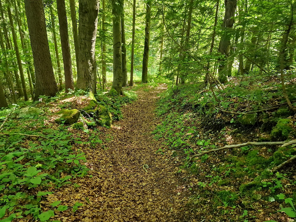 Slika je vidna v Google Chromu.