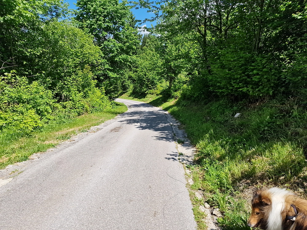 Slika je vidna v Google Chromu.