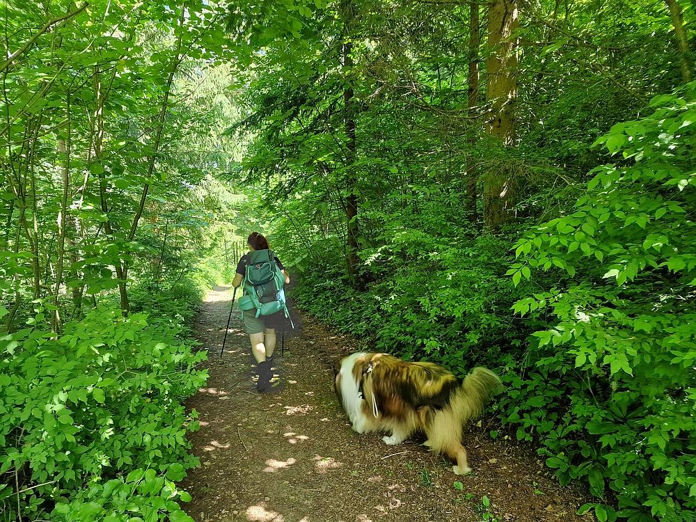 Slika je vidna v Google Chromu.
