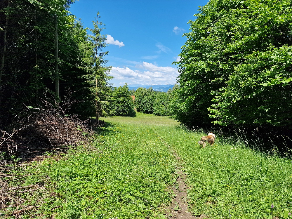 Slika je vidna v Google Chromu.