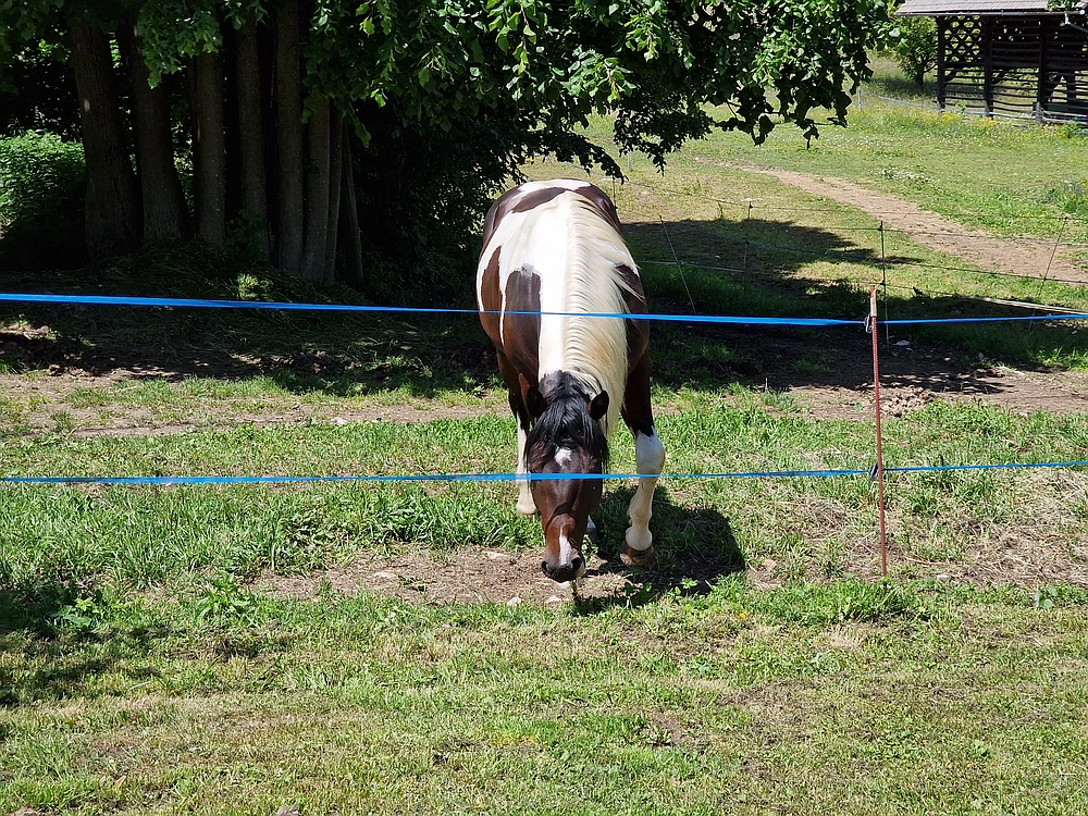 Slika je vidna v Google Chromu.