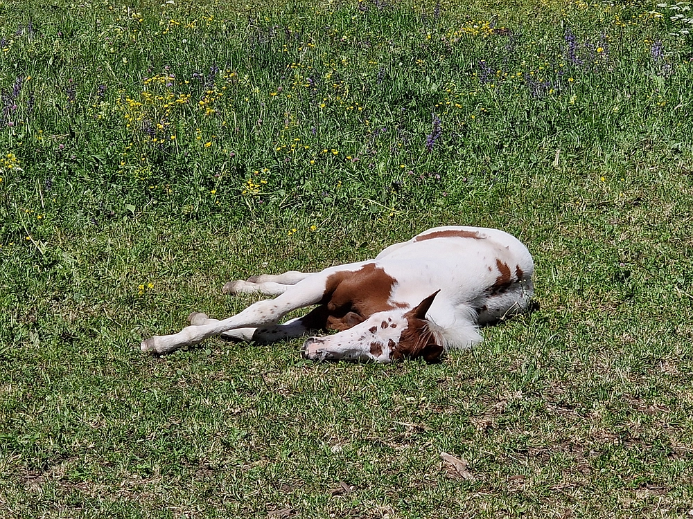 Slika je vidna v Google Chromu.