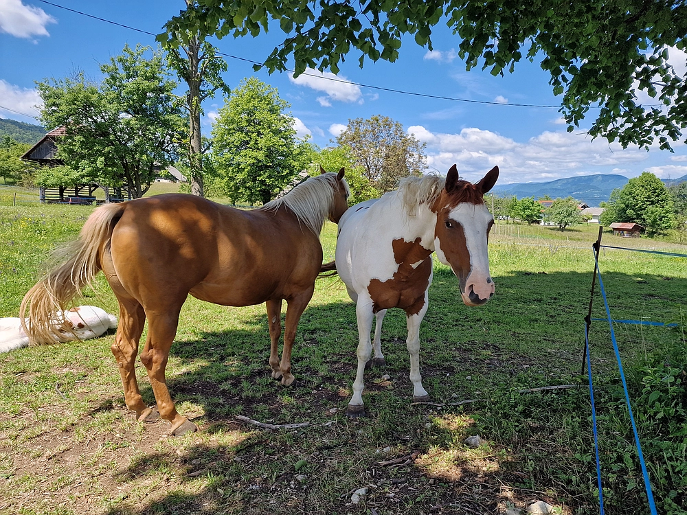 Slika je vidna v Google Chromu.