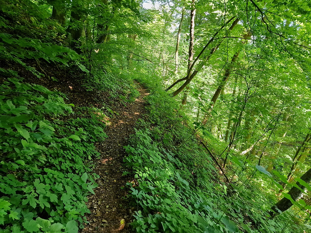 Slika je vidna v Google Chromu.