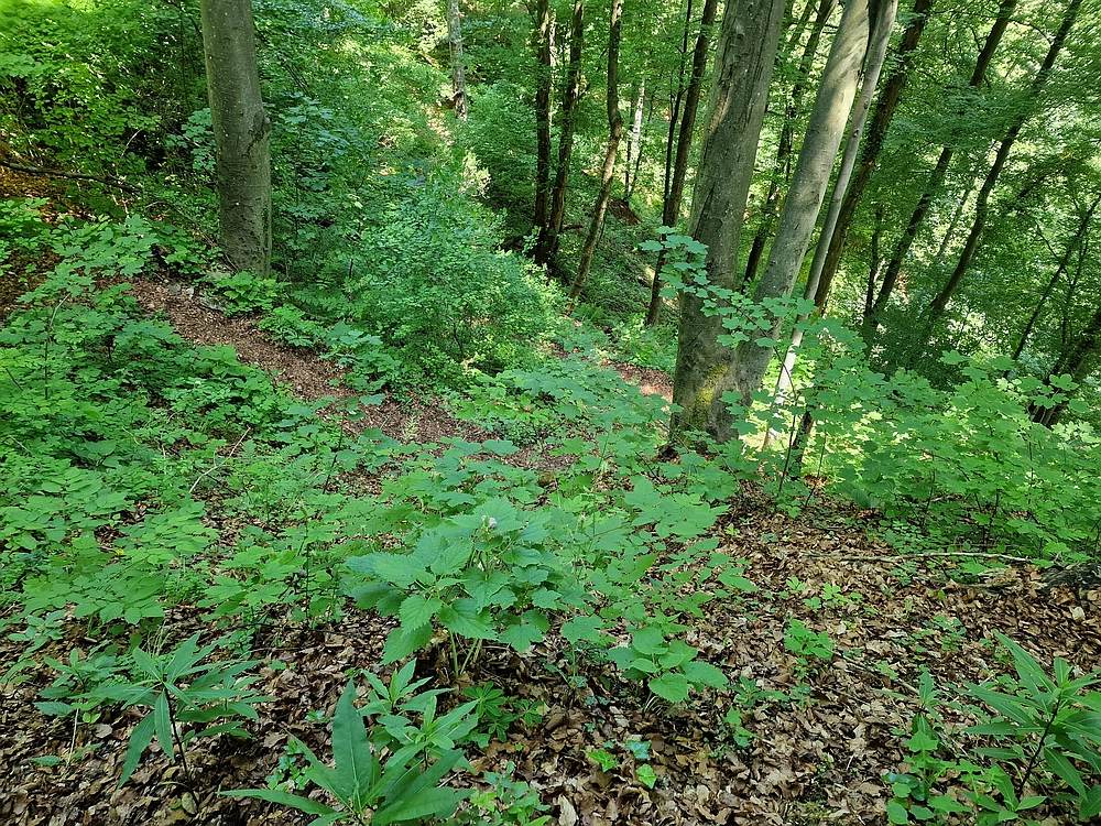 Slika je vidna v Google Chromu.