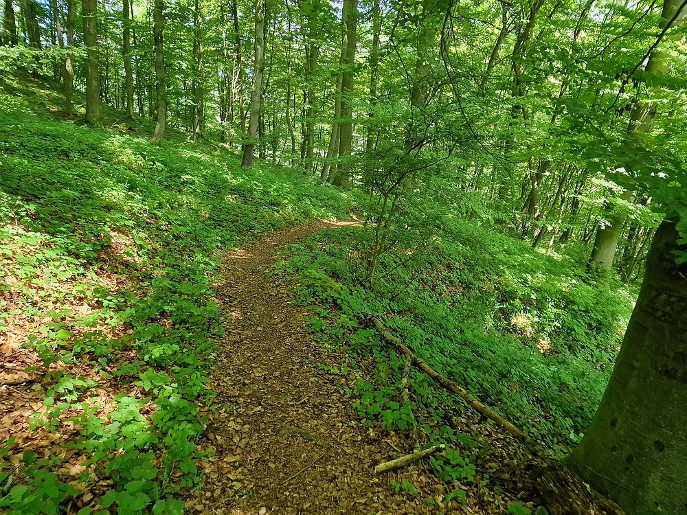 Slika je vidna v Google Chromu.