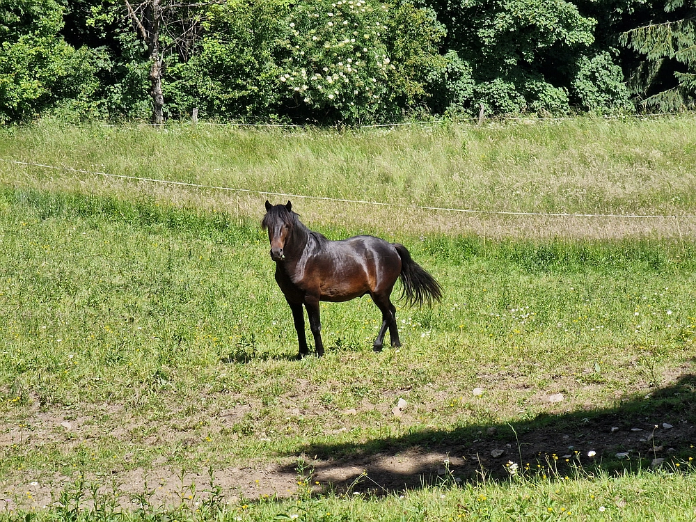 Slika je vidna v Google Chromu.