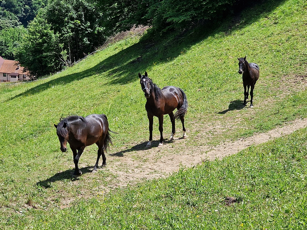 Slika je vidna v Google Chromu.