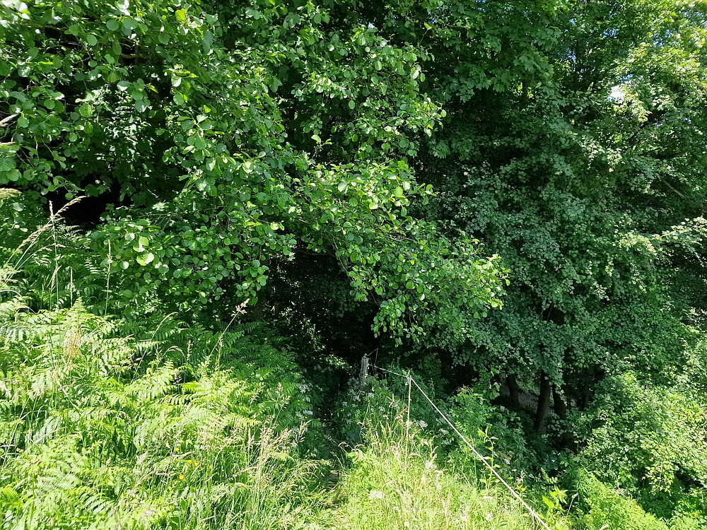 Slika je vidna v Google Chromu.