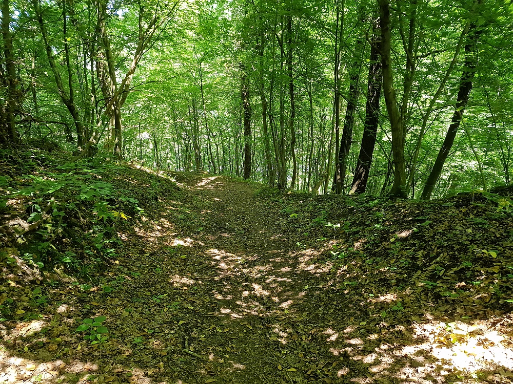 Slika je vidna v Google Chromu.