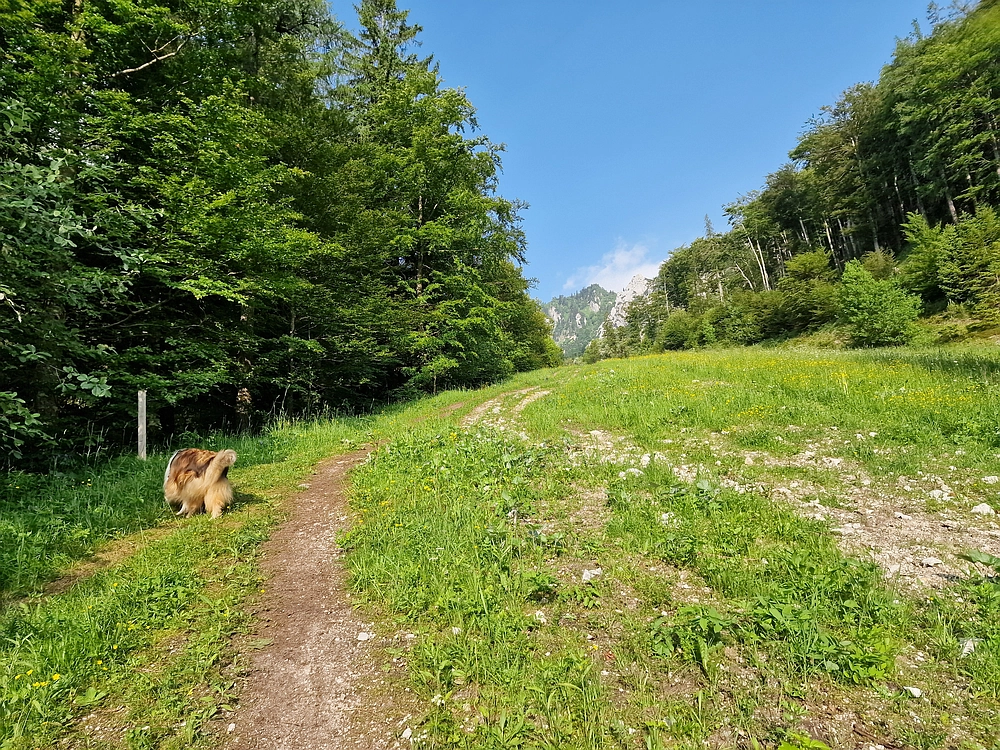Slika je vidna v Google Chromu.