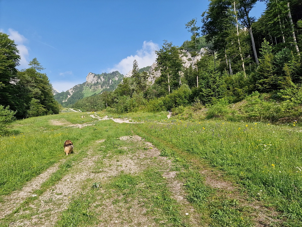 Slika je vidna v Google Chromu.