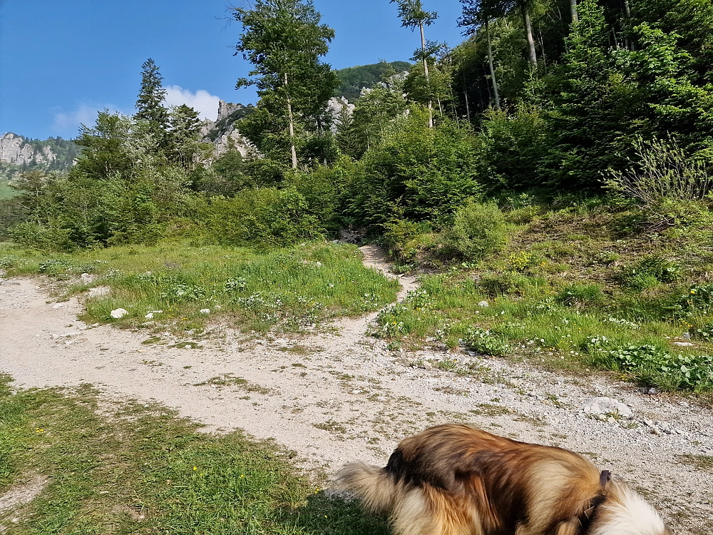 Slika je vidna v Google Chromu.