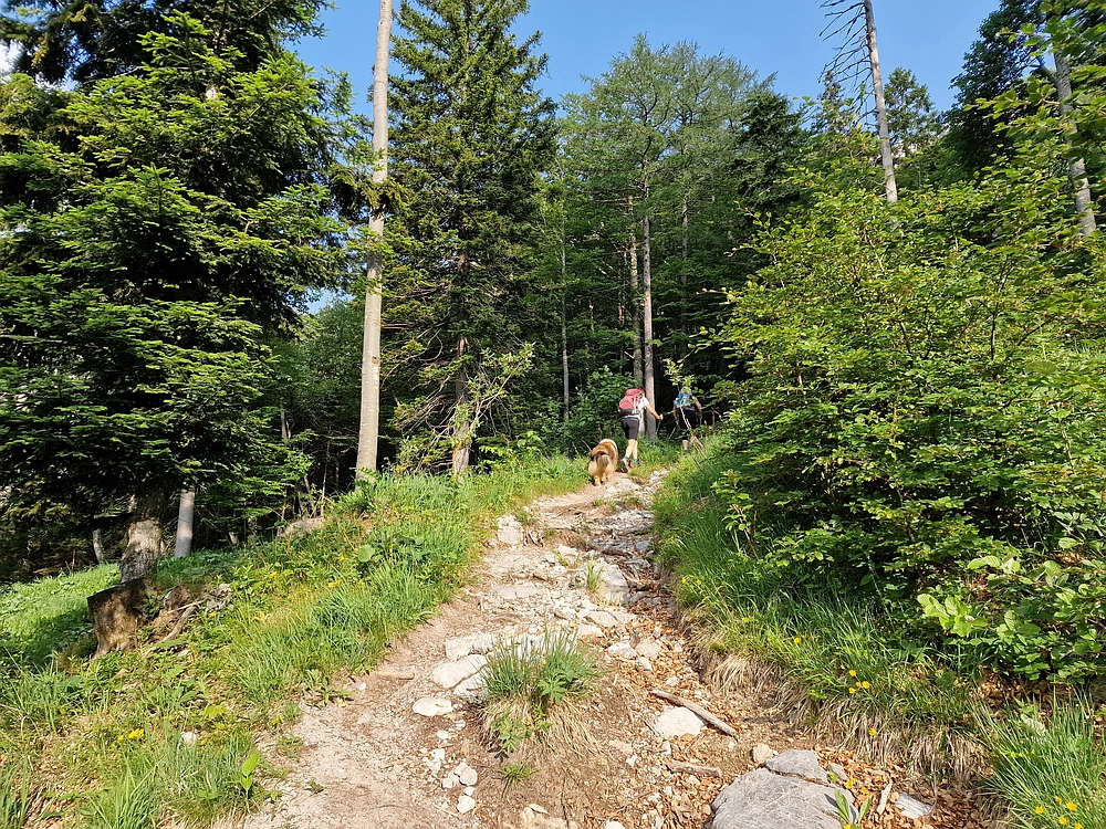 Slika je vidna v Google Chromu.