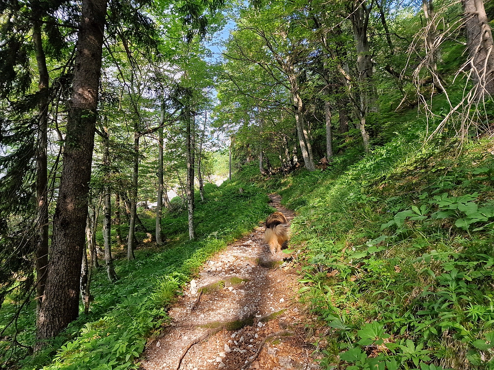Slika je vidna v Google Chromu.