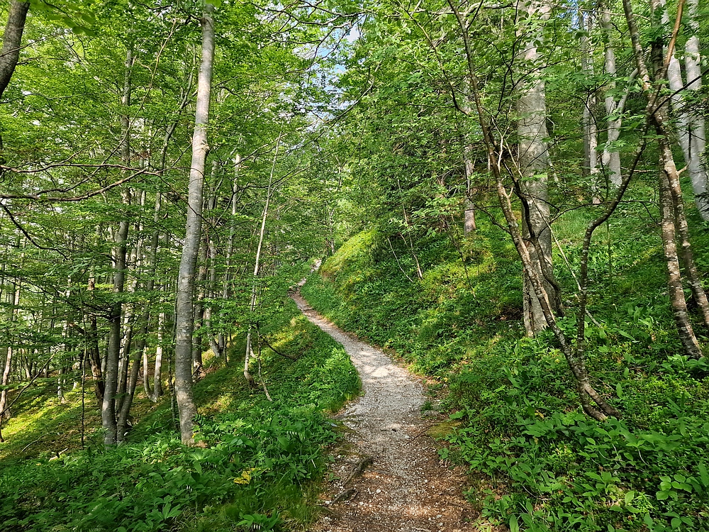 Slika je vidna v Google Chromu.
